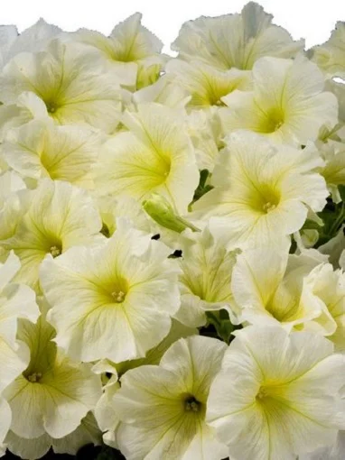 Петуния Аладдин F1 1000 дражированных семян желтая, Benary flowers
