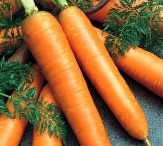 Морковь Амстердамская весовая ранняя