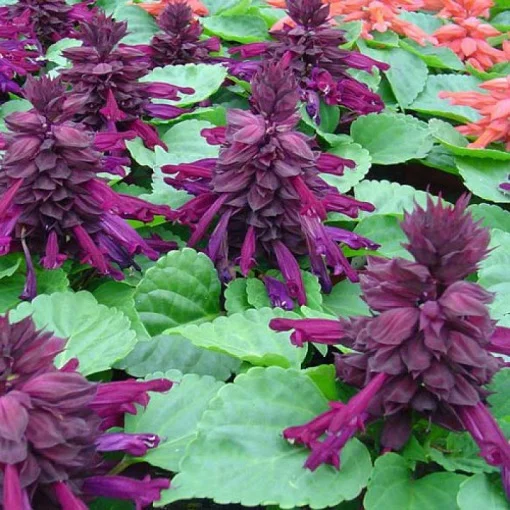Сальвия блестящая Редди 100 семян пурпурная, Hem Genetics