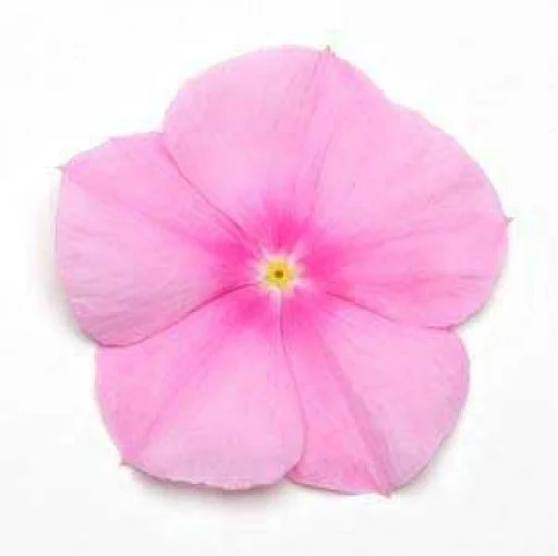 Катарантус Титан F1 100 семян розовый, Pan American flowers