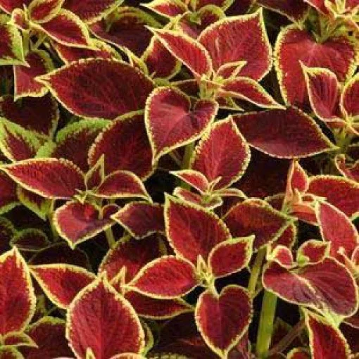 Колеус Блюма Сан Чоколет Коверед 100 насіння крімсон, Pan American flowers