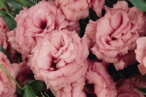 Эустома АВС F1 100 семян крупноцветковая махровая розовая, Pan American flowers