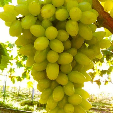 Саженцы винограда Бионту кишмиш