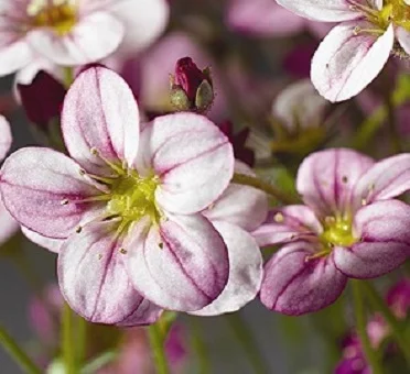 Камнеломка Арендса Хайлендер 200 насінин рожева з прожилками, Syngenta Flowers