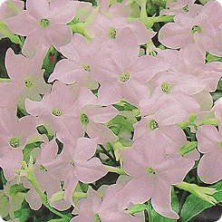 Табак крылатый Саратога F1 200 дражированных семян абрикосовый, Syngenta Flowers