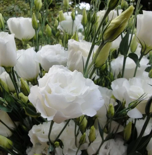 Эустома АВС F1 100 семян крупноцветковая махровая белая, Pan American flowers