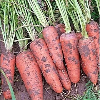 Морковь Санта Круз F1 200000 семян среднеспелая, Seminis - Фото 2