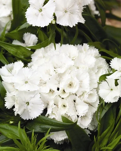 Гвоздика турецкая Барбарини F1 100 семян белая, Syngenta Flowers