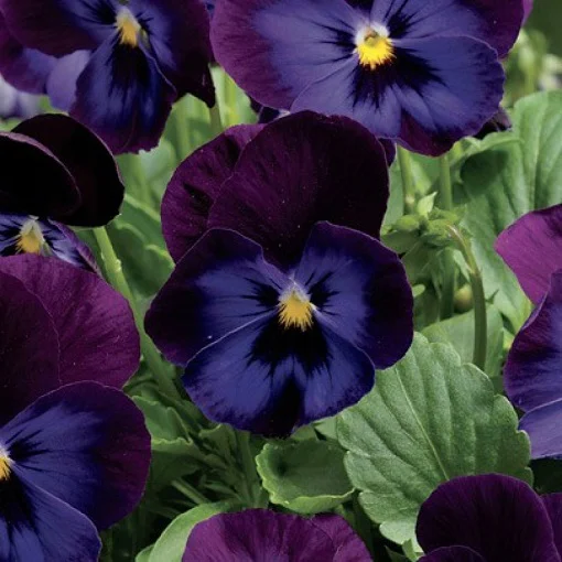 Виола виттрока ВандерФолл F1 50 семян пурпурно-синяя с прожилками, Syngenta Flowers