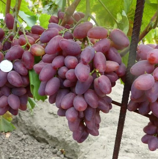 Саженцы винограда Полонез 50 