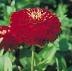 Астра китайская Принцесса Бенари 1000 семян темно-красная, Benary flowers