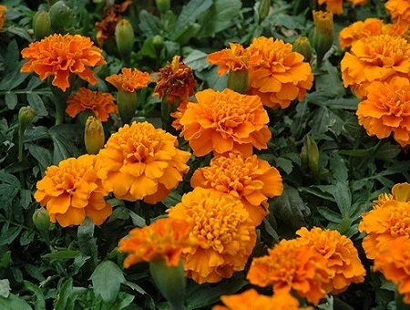 Бархатцы отклоненные Жани 1000 семян оранжевый, Pan American flowers
