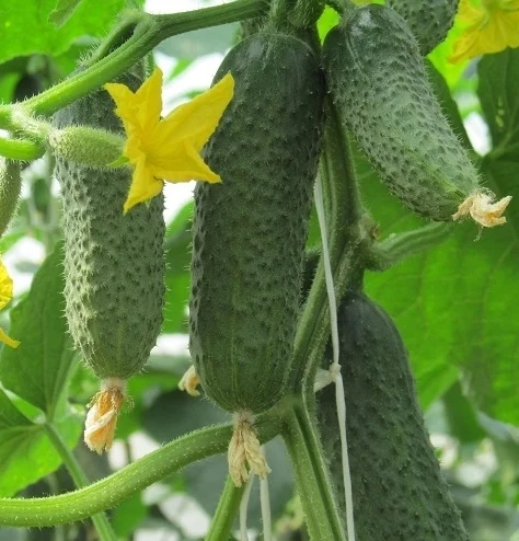 Огурец Кибрия F1 1000 семян партенокарпический ранний, Rijk Zwaan - Фото 2