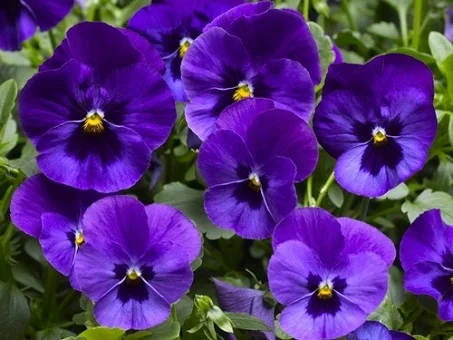 Виола виттрока ВандерФолл F1 50 семян синяя с глазком, Syngenta Flowers