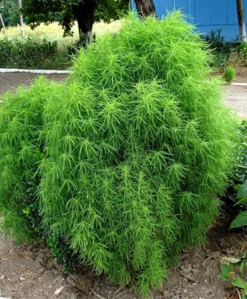 Кохія кипарисова 1 г, Hем Zaden - Фото 3