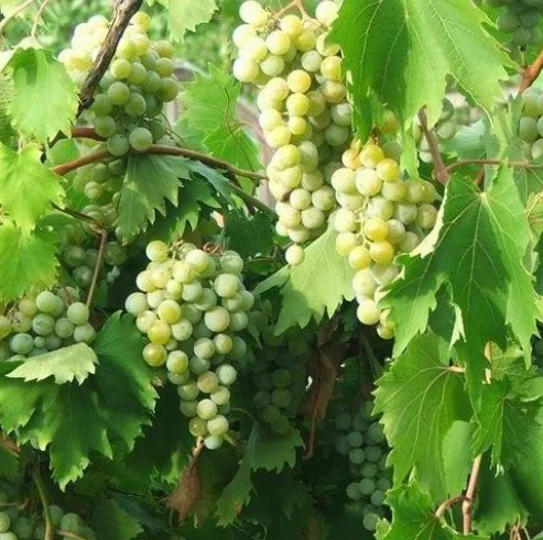 Саженцы винограда Дублянский