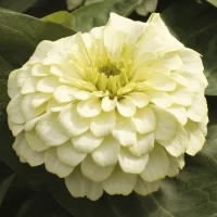 Цінні елегантні Магеллан F1 100 насіння айворі, Syngenta Flowers