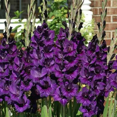 Гладиолус Purple Flora 3 шт крупноцветковый, De Ree - Фото 2