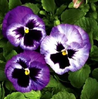 Виола виттрока Колоссус F1 100 семян лавандовая, Syngenta Flowers