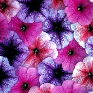 Петуния Браво F1 1000 дражированных семян смесь с прожилками, Syngenta Flowers