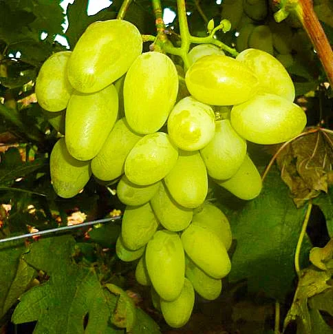 Саженцы винограда Вика