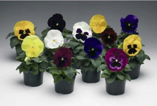 Віола вітроку Колоссус F1 100 насіння суміш, Syngenta Flowers - Фото 2