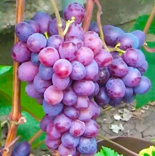 Саженец винограда Клубничный