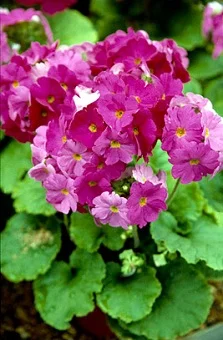 Примула обконика Либре F1 100 семян фиолетовая, Syngenta Flowers