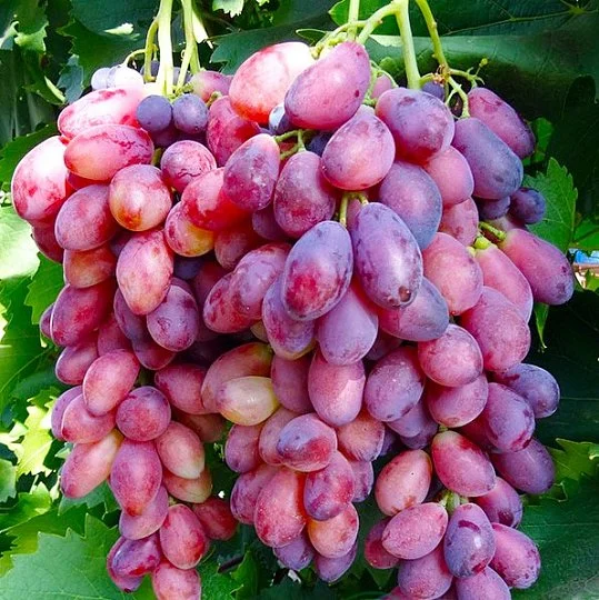 Саженцы винограда Ася