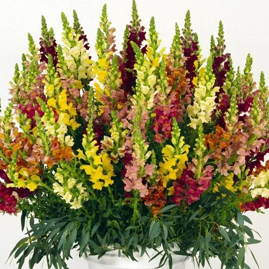 Львинный зев Потамак F1 100 семян смесь, Pan American flowers