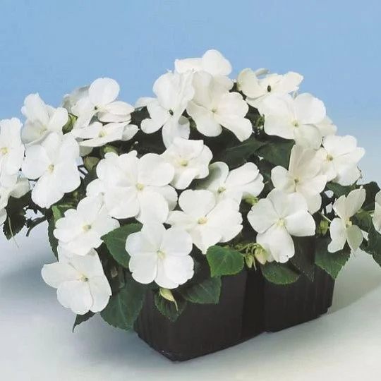 Бальзамин Имара F1 100 семян белый, Syngenta Flowers