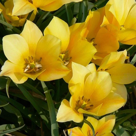 Тюльпан Clusiana var Chrysantha 3 шт ботанический, De Ree 
