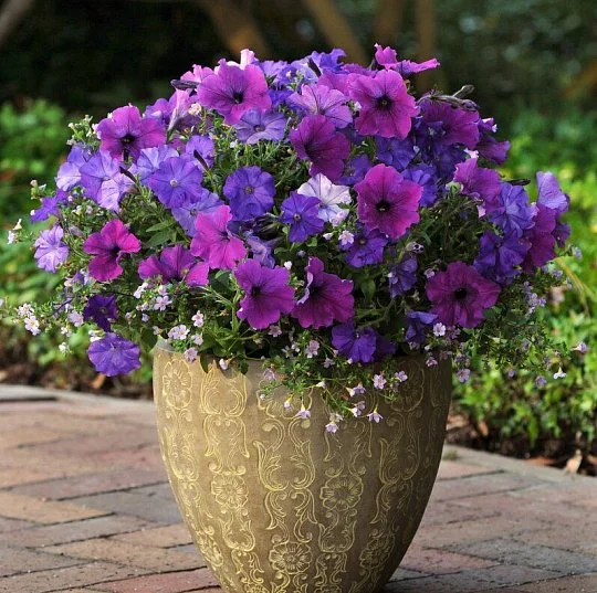 Петуния Изи Вейв F1 100 дражированных семян ампельная синяя, Pan American flowers