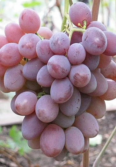 Саженцы винограда Фавор