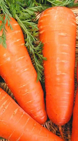 Морковь Болтекс 2 г среднепоздняя, Vinel' Seeds