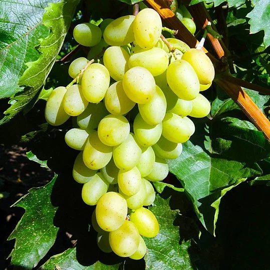 Саженцы винограда Гарольд мускат