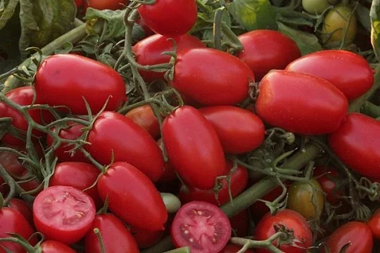 Томат Новинка Приднестровья весовой для переработки кустовой среднеспелый