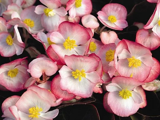 Бегония Бада Бум F1 200 дражированных семян розовая биколор, Syngenta Flowers