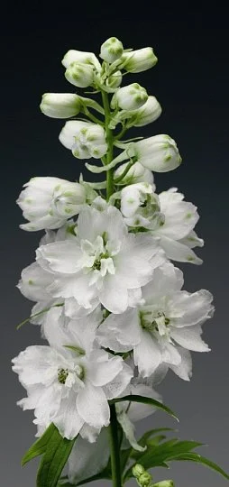 Дельфініум високий Екскалібур 100 насінин білий, Syngenta Flowers