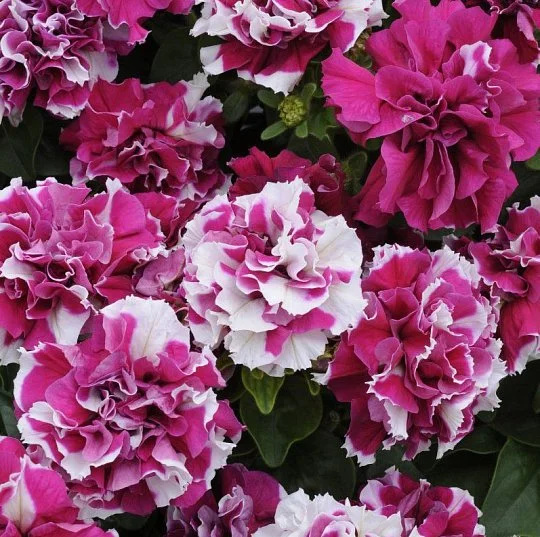 Петуния мультифлора махровая Дуо F1 розово-белая 200 семян, Pan American flowers