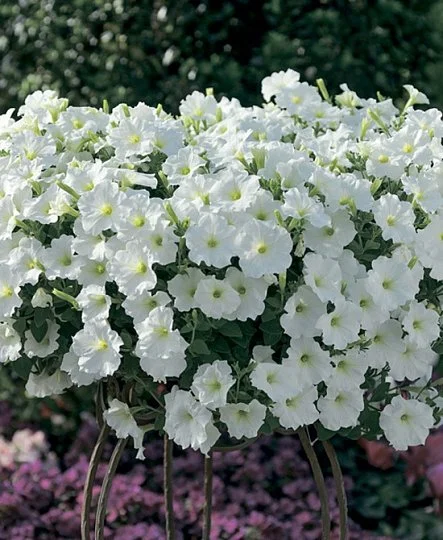 Петунія Рамблін F1 100 дражованого насіння біла, Syngenta Flowers