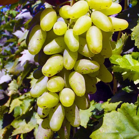 Саженцы винограда Руфь