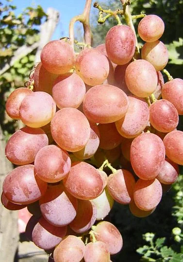 Саженцы винограда Симпатия