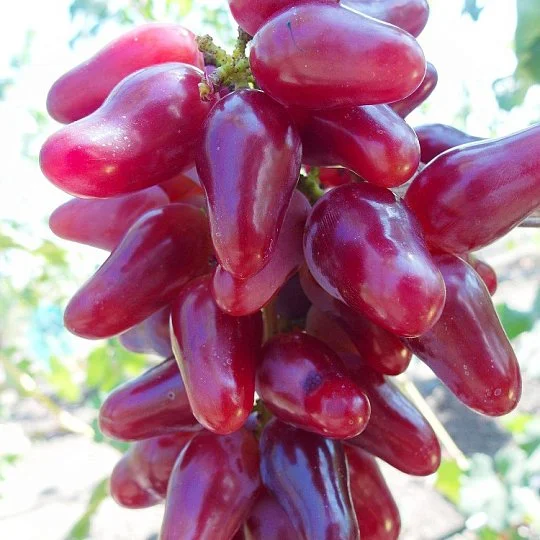 Саджанці винограду Оскар