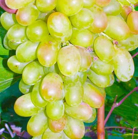 Саженцы винограда Дар Милитополю мускат