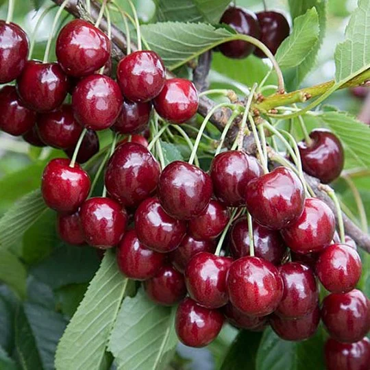 Черешня Регина поздняя
