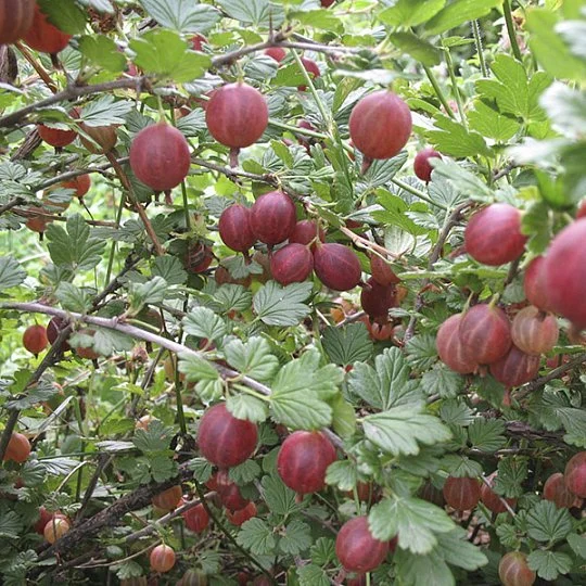 Аґрус Безшипий червоний середньопізній - Фото 2