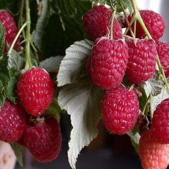 Малина Вілламет червона середньостигла - Фото 2