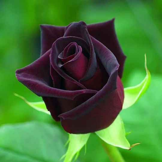 Роза Черный барон чайно-гибридная