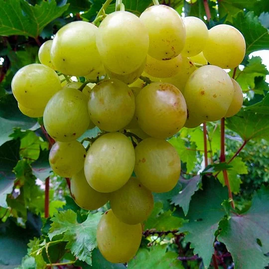 Саженцы винограда Тянь Шань